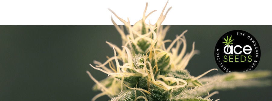 Informationen Über ACE Seeds Informationen Über ACE Seeds