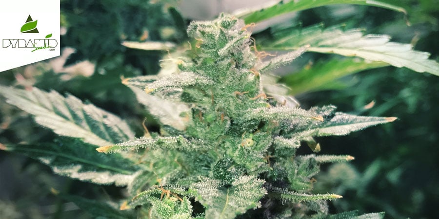 Auto Anesthesia (Pyramid Seeds) Feminisiert