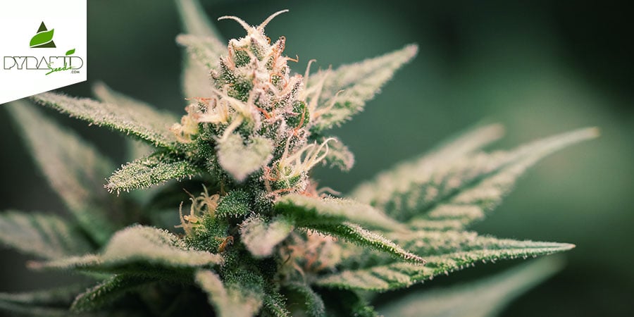 Super Hash (Pyramid Seeds) Feminisiert