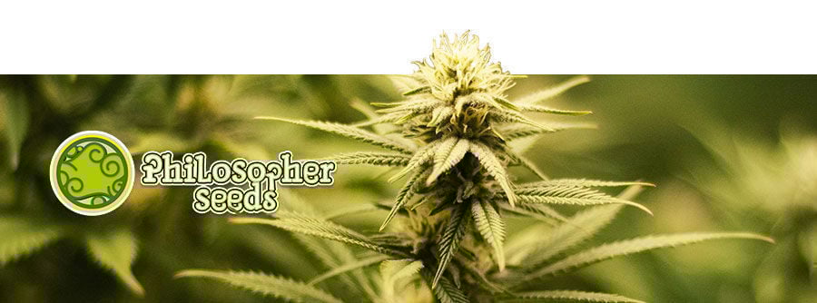 Informationen Über Philosopher Seeds Informationen Über Philosopher Seeds