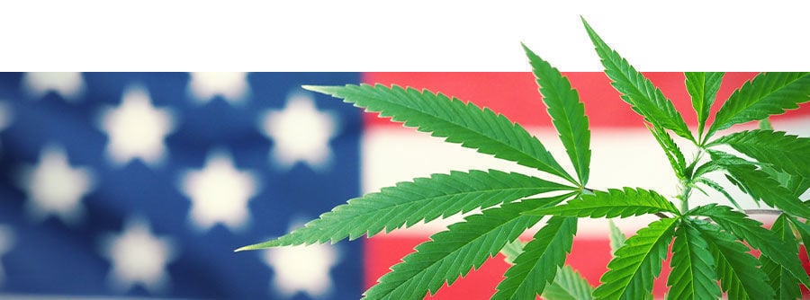amerikanischem Cannabis 