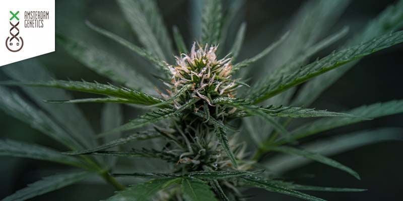 AK-020 (Amsterdam Genetics)