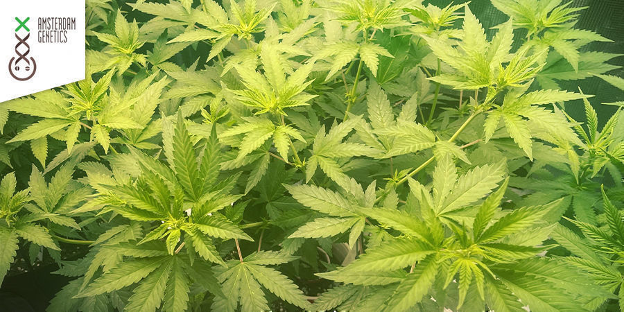 White Choco (Amsterdam Genetics)