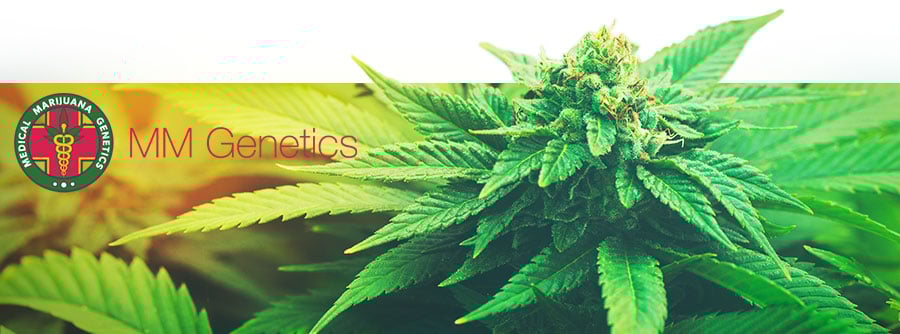 Informationen Medical Marijuana Genetics Informationen Medical Marijuana Genetics
