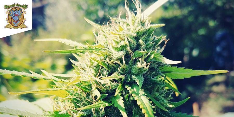 Sweet Pure CBD Von Sweet Seeds Sweet Pure CBD Von Sweet Seeds