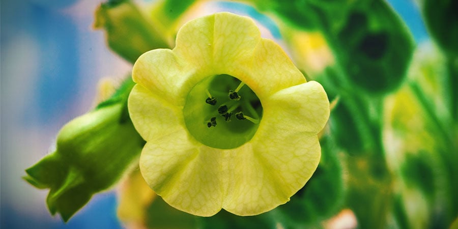 Bauern-Tabak (Nicotiana rustica)