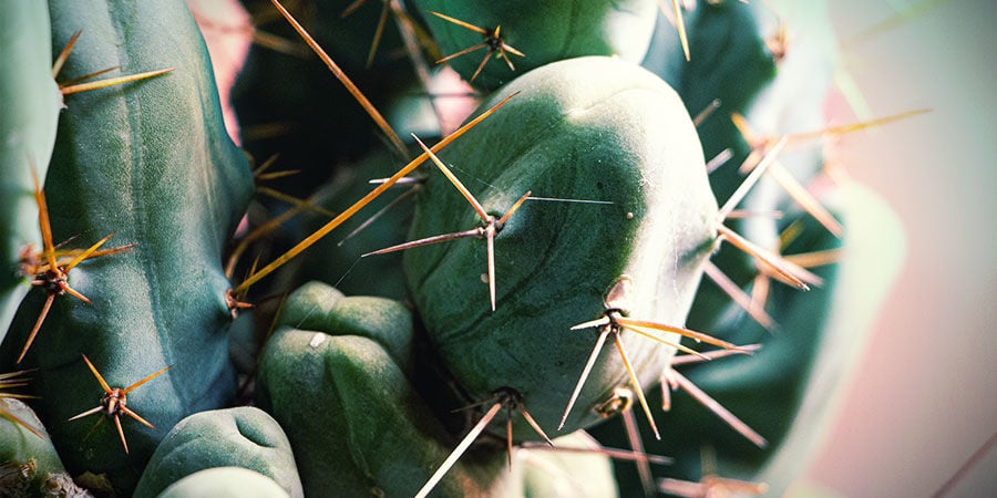 Bolivian Torch (Echinopsis lageniformis)
