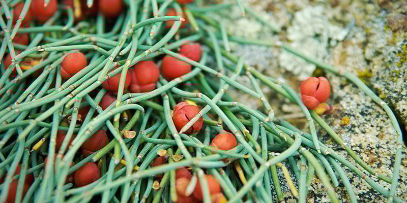 CHINESISCHES MEERTRÄUBEL (Ephedra sinica)