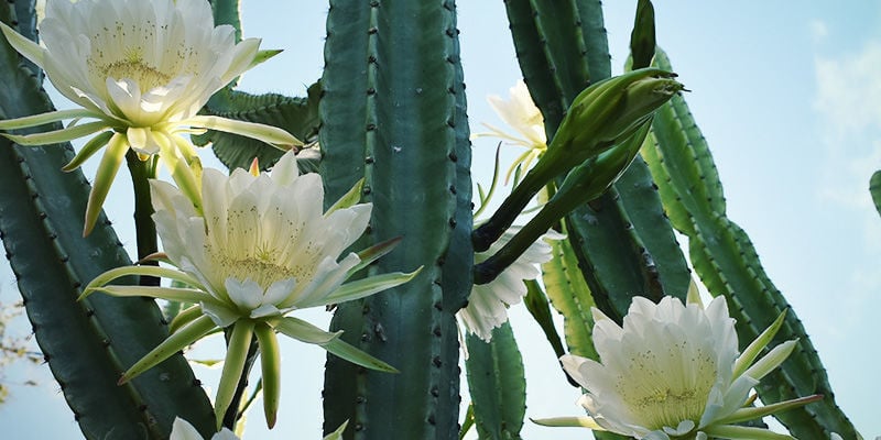San Pedro (Echinopsis pachanoi)