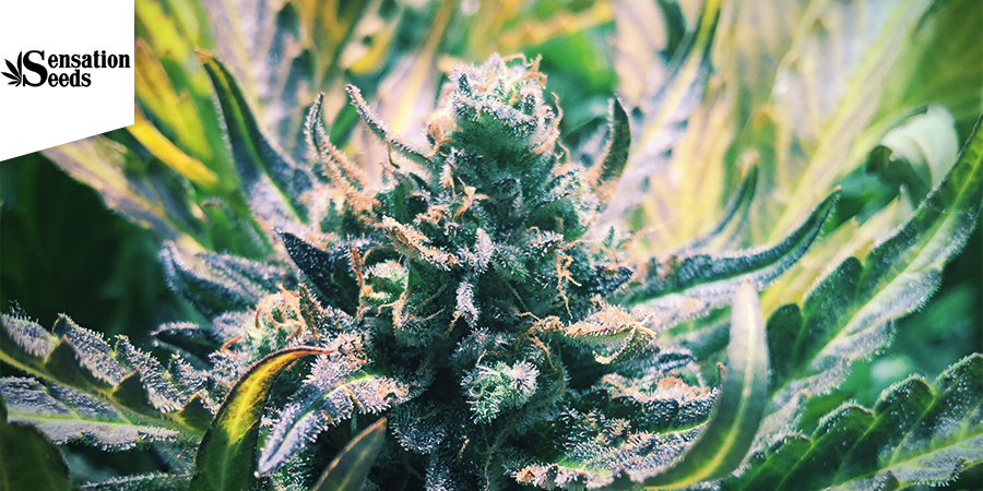 Amnesia Haze (Sensation Seeds) Amnesia Haze (Sensation Seeds)