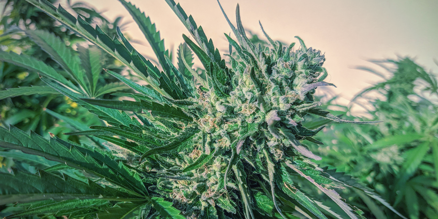 Was sind die besten autoflowering Cannabissamen von Sensi Seeds?