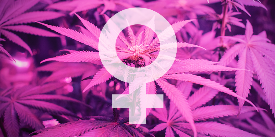 Was sind die besten feminisierten Cannabissamen von Sensi Seeds?