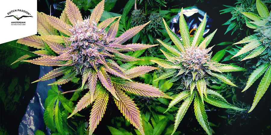Blueberry (Dutch Passion)