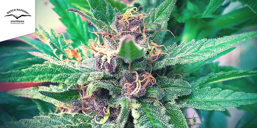 Frisian Dew (Dutch Passion)