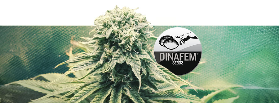 Informationen Über Dinafem Informationen Über Dinafem