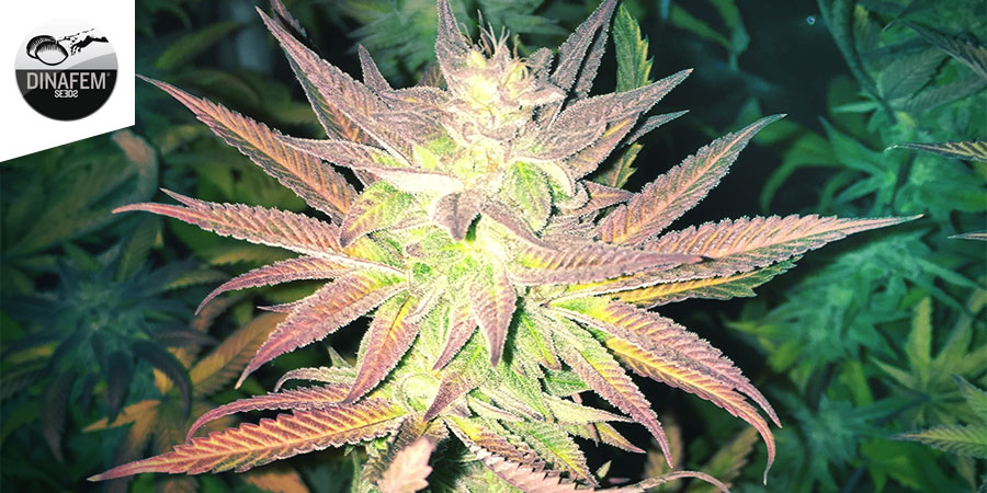 Purple Afghan Kush (Dinafem)