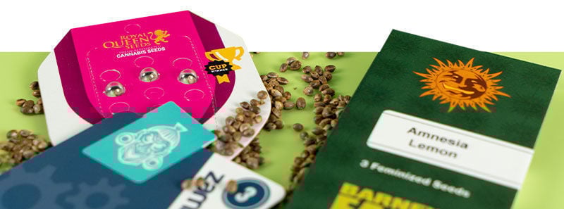 Über Amnesia Sorten