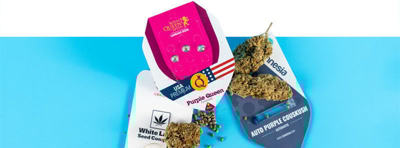 Über Purple Sorten Über Purple Sorten