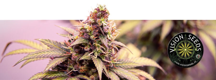 Informationen Über Vision Seeds Informationen Über Vision Seeds