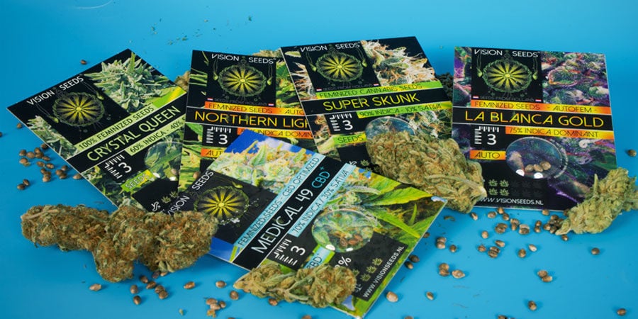 Die Geschichte Von Vision Seeds Die Geschichte Von Vision Seeds