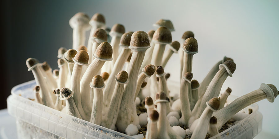 Supa Gro Magic Mushroom Supa Gro Magic Mushroom