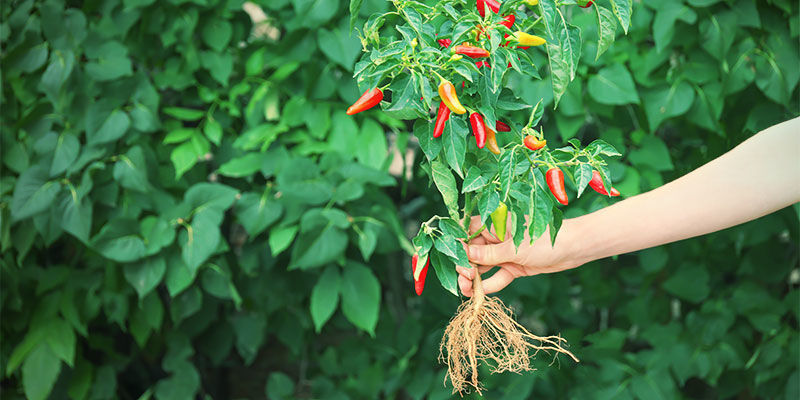 Anbau von Chilischoten - Wie Und Wann Man Chilisämlinge Umpflanzen Sollte