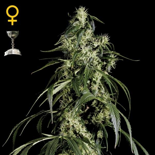 Greenhouse Seeds Arjan's Haze Greenhouse Seeds Arjan's Haze