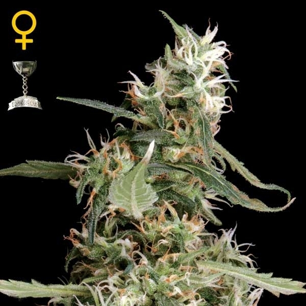 Greenhouse Seeds Arjan's Ultra Haze 1 Greenhouse Seeds Arjan's Ultra Haze 1