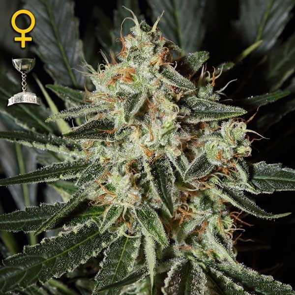 Greenhouse Seeds Cheese Greenhouse Seeds Cheese