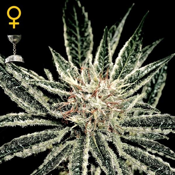 Greenhouse Seeds El Nino Greenhouse Seeds El Nino