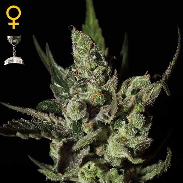 Greenhouse Seeds Exodus Cheese Greenhouse Seeds Exodus Cheese