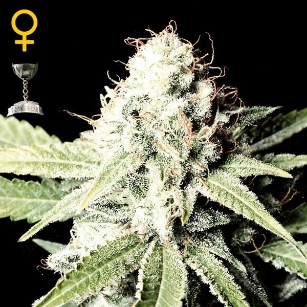 Greenhouse Seeds Great White Shark Greenhouse Seeds Great White Shark
