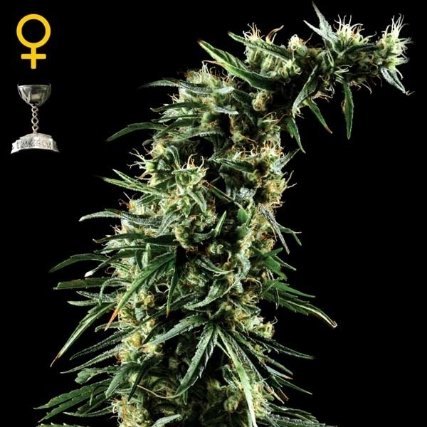 Greenhouse Seeds Hawaiian Snow Greenhouse Seeds Hawaiian Snow