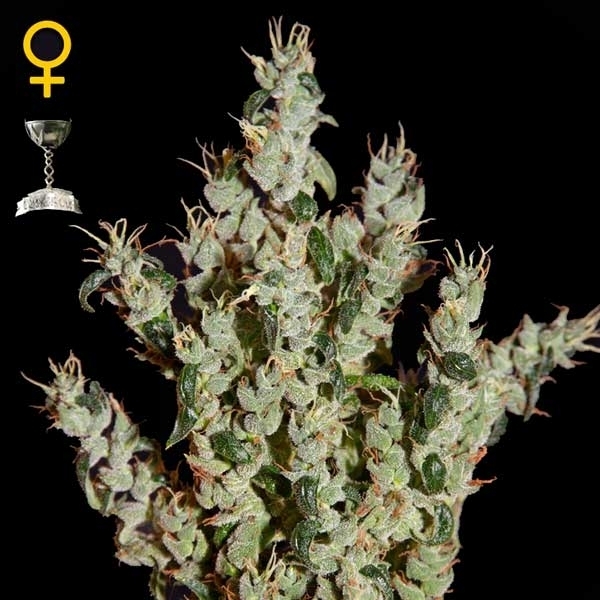 Greenhouse Seeds NL5 Haze Mist Greenhouse Seeds NL5 Haze Mist