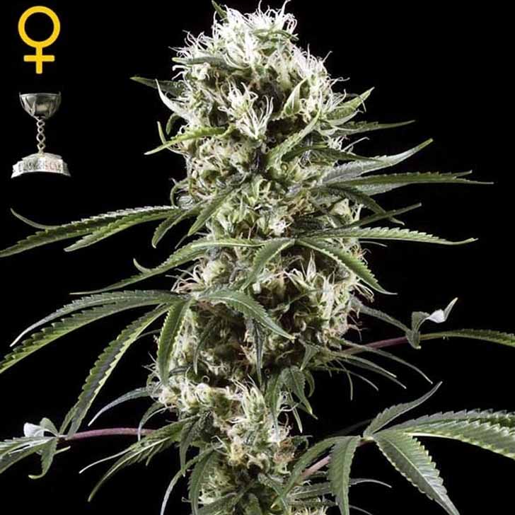 Greenhouse Seeds Super Lemon Haze Super Lemon Haze