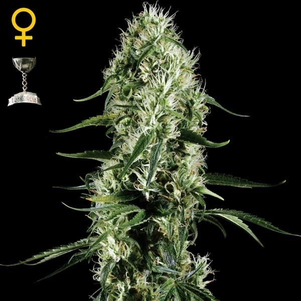 Greenhouse Seeds Super Silver Haze Greenhouse Seeds Super Silver Haze