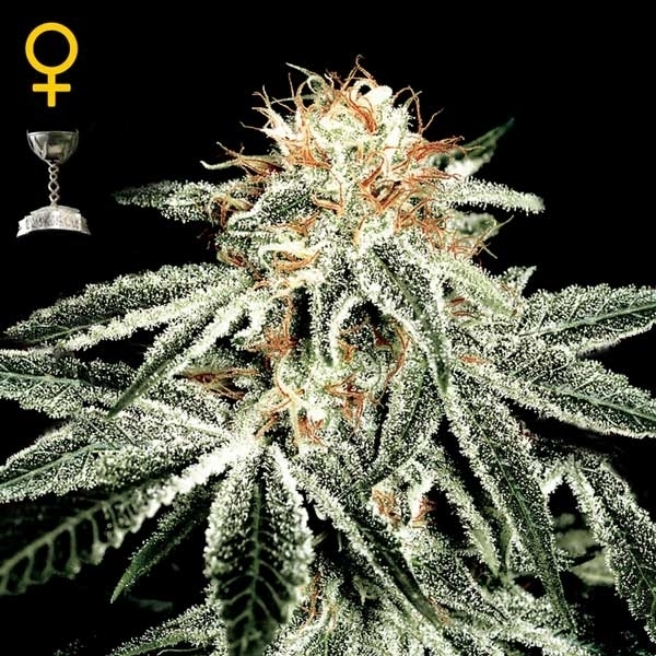 Greenhouse Seeds White Widow Greenhouse Seeds White Widow