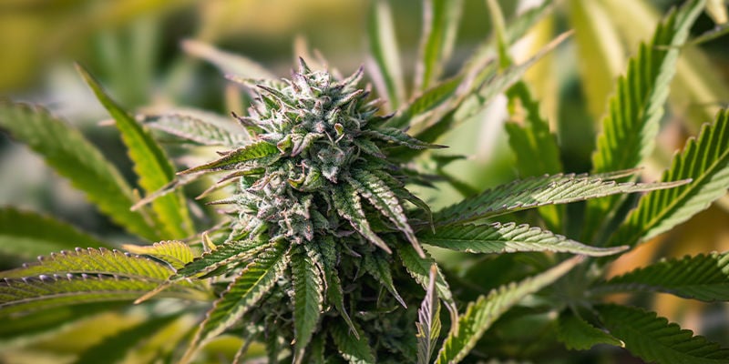 Sorge für schnelles Wachstum Deiner Cannabispflanzen