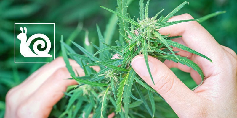 Langsames Cannabiswachstum: Ursachen Und Lösungen