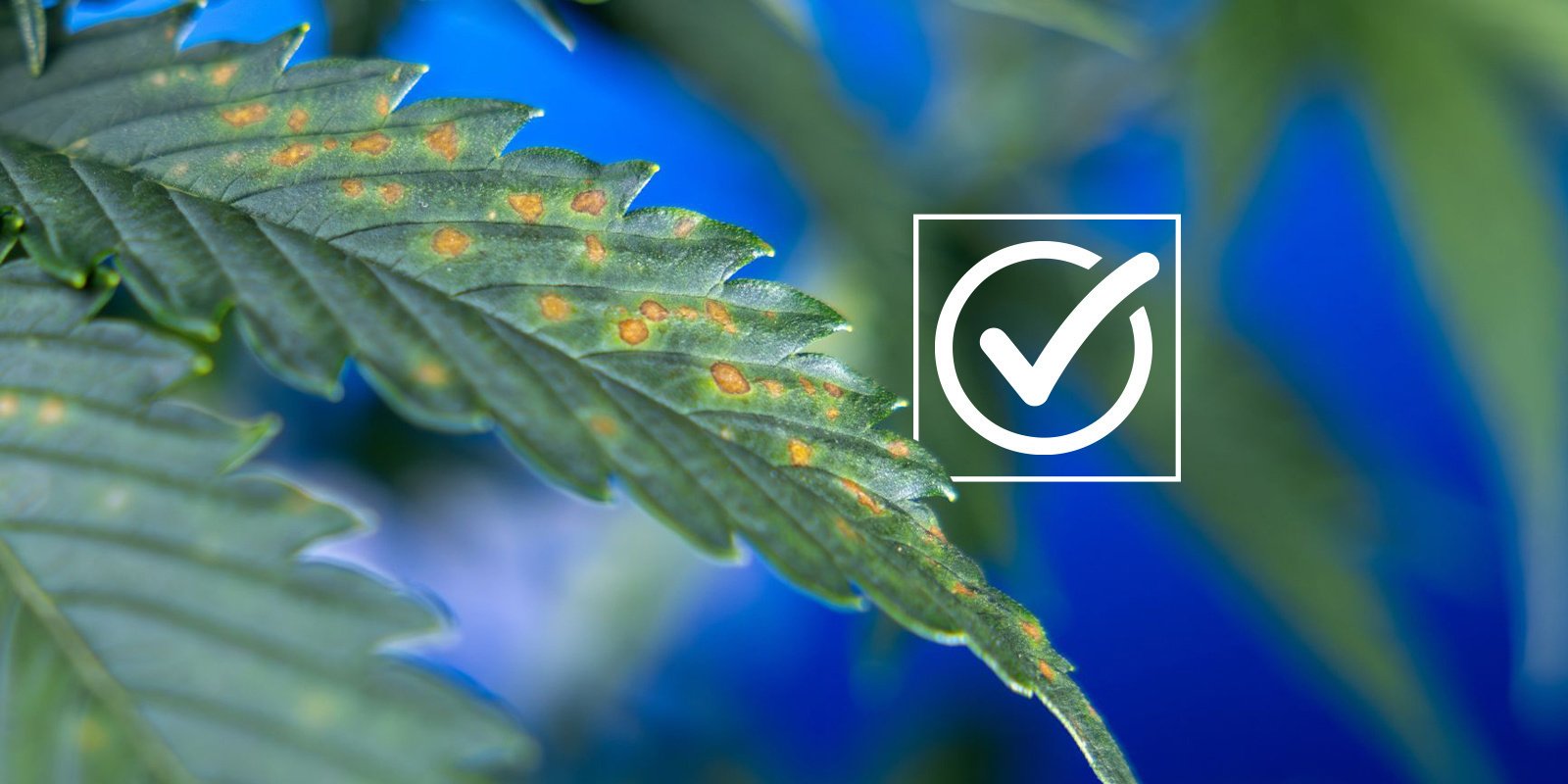 Diagnose-Checkliste