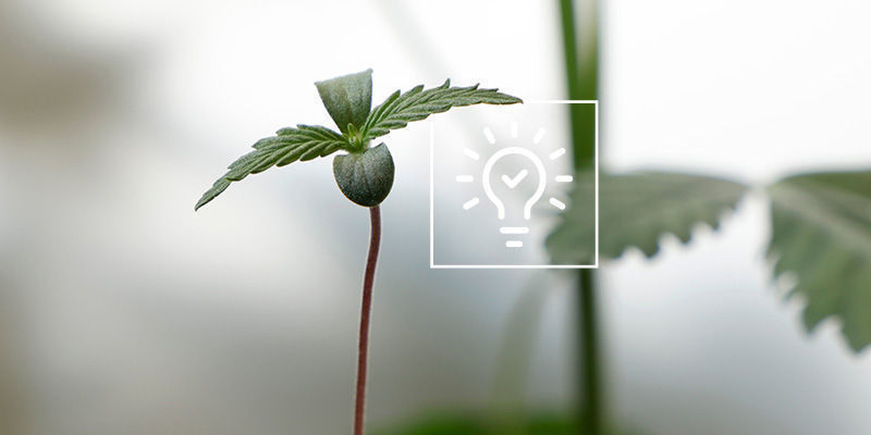 Tipps für den Anbau von Cannabis in einem Gewächshaus oder Wintergarten