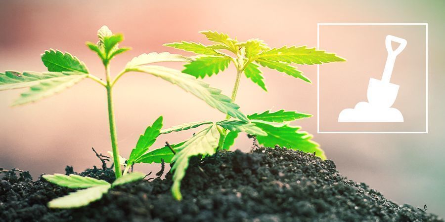 Cannabisanbau in Erde