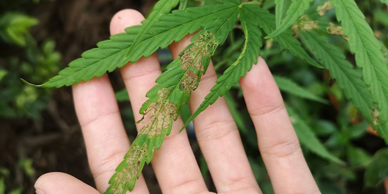 Cannabiskrankheiten