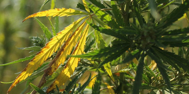 Cannabis wird gelb: Diagnose
