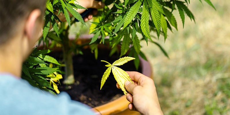 Cannabispflanze: Blätter werden gelb? Du kriegst das hin!