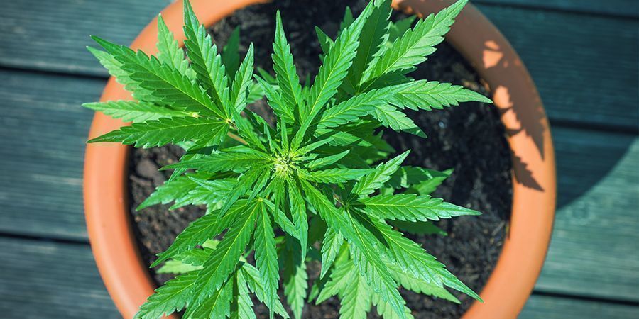 Terrakotta-Töpfe (Tontöpfe) Cannabis
