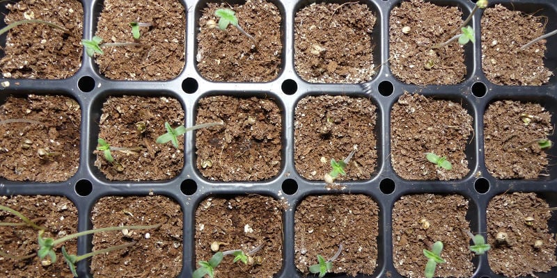 Halte Die Bedingungen Innerhalb Des Propagators Konstant, Bis Jeder Sämling 2–3cm Groß Ist