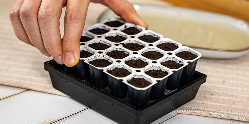 Stelle Smart Start Auf Den Perlit Im Propagator