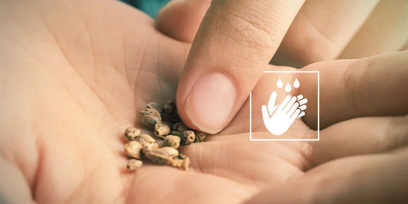 Cannabissamen keimen nicht: Samen mit bloßen Händen handhaben
