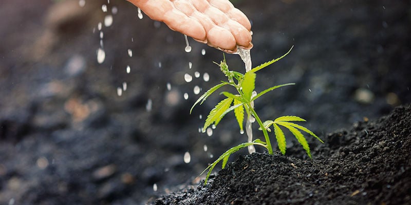 Warum brauchen Cannabispflanzen Nährstoffe?